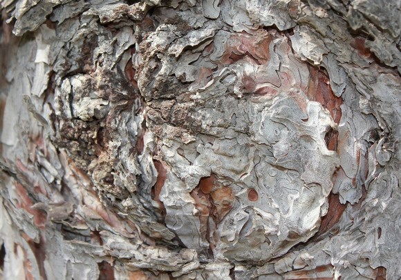 alt image
